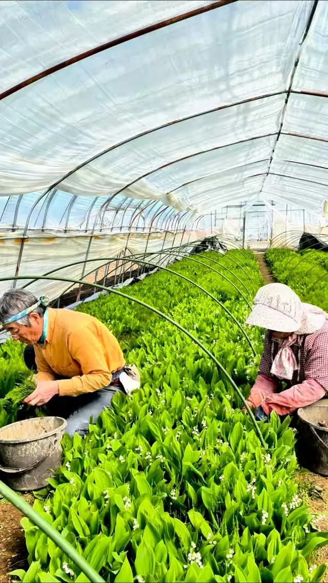 【東旭川のお花特集🌼】

こんにちは！
実は東旭川ではお花もたくさん作られています💐
そこで今回は、東旭川で作られているお花をご紹介します🌸
色とりどりのお花で癒されてください🌻☺️
動画の続きは明日公開🎥お楽しみに！

東旭川で生産されているお花は、広報誌「ひかりプラスNo.11」で詳しく紹介しておりますので、ぜひご覧ください📚
（ホームページのリンクからご覧いただけます）

🌷東旭川の花総選挙　開催中🌷
投票いただいた方の中から抽選で3名様に新米ななつぼしをプレゼント🎁
詳しくは「ひかりプラスNo.11」をご覧ください👀

🔽職員の仕事風景はコチラ🔽
@ja_higaasa.saiyou 

#ja東旭川 
#農業 
#農協 
#旭川 
#花 
#プレゼント 
#キャンペーン