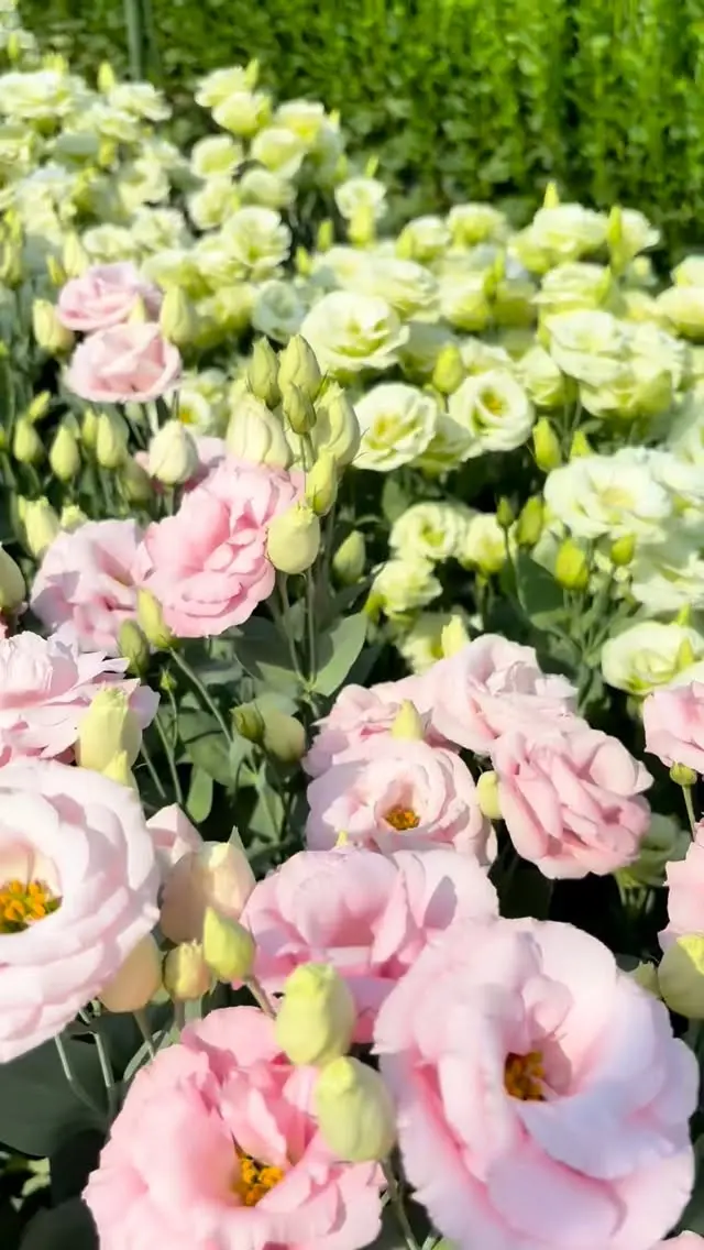 【東旭川のお花特集🌻🌸】

こんにちは！
昨日の「お花特集」の続きを公開🌼
ぜひご覧ください👀

お気に入りのお花は見つかりましたか？？
先月発刊した「ひかりプラスNo.11」でさらに詳しく紹介しておりますので、ぜひ併せてご覧ください📚
（プロフィールのリンクから読めます）

🌸東旭川の花総選挙　開催中🌸
投票いただいた方の中から抽選で3名様に新米ななつぼしをプレゼント🎁
ぜひご投票ください🗳️

🔽職員の仕事風景はコチラ🔽
@ja_higaasa.saiyou 

#ja東旭川 
#旭川 
#農業 
#農協 
#花 
#プレゼント 
#キャンペーン